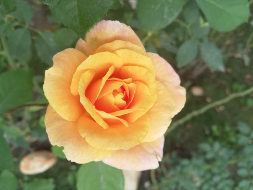  - Gradina septembrie 2018