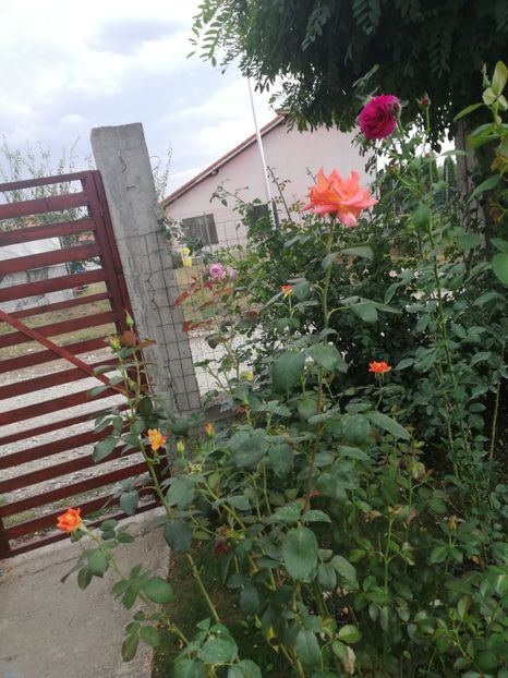 - Gradina septembrie 2018