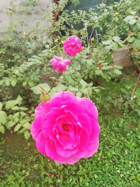  - Gradina septembrie 2018