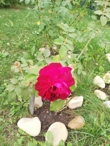  - Gradina septembrie 2018