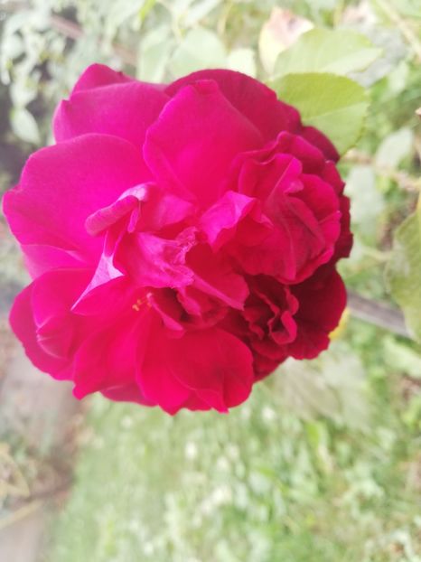  - Gradina septembrie 2018
