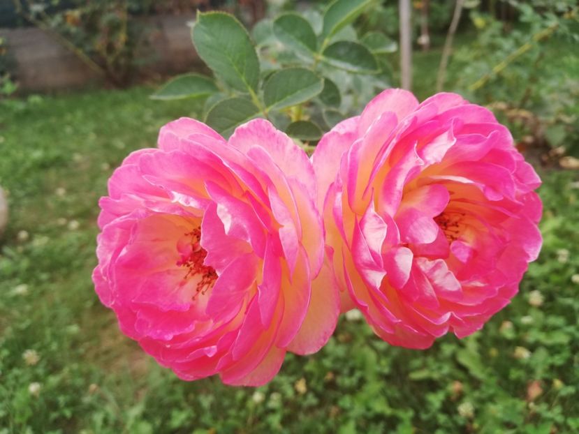  - Gradina septembrie 2018