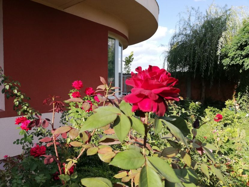  - Gradina septembrie 2018