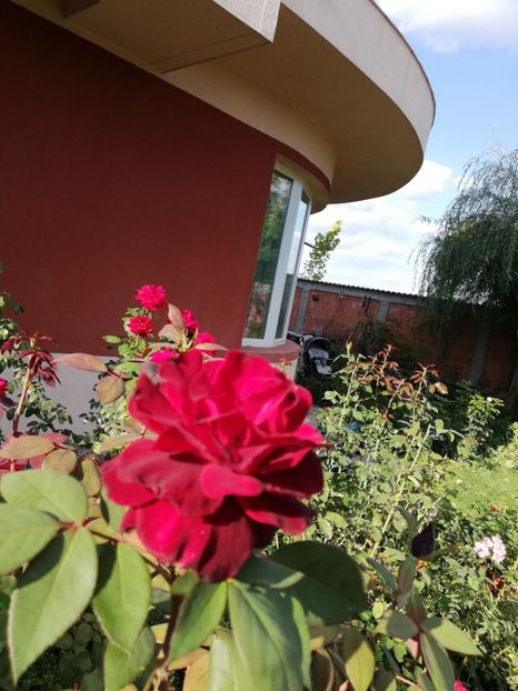  - Gradina septembrie 2018