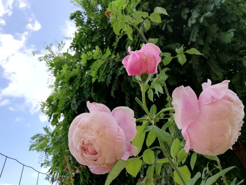  - Gradina septembrie 2018