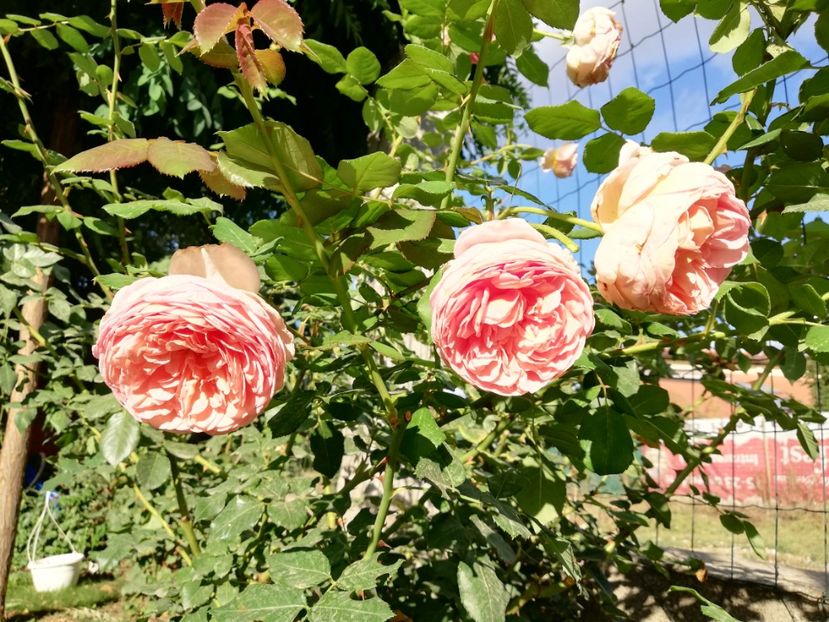  - Gradina septembrie 2018