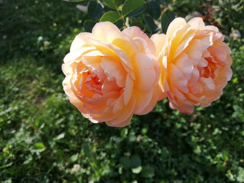  - Gradina septembrie 2018