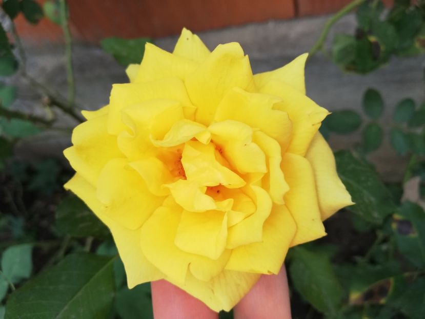  - Gradina septembrie 2018