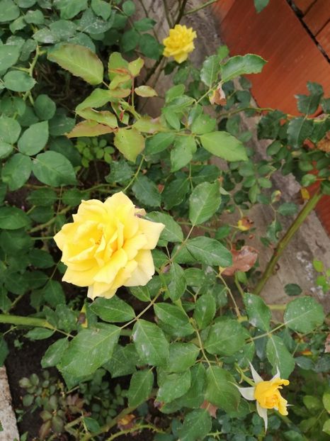  - Gradina septembrie 2018