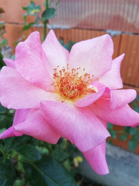  - Gradina septembrie 2018