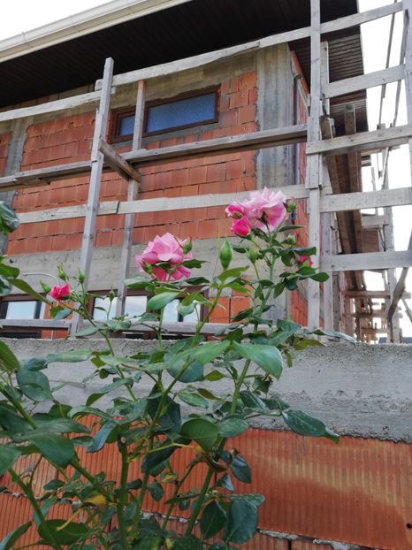  - Gradina septembrie 2018