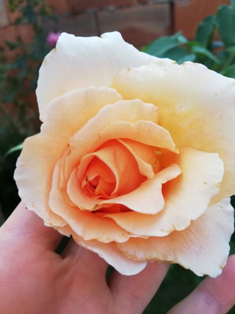  - Gradina septembrie 2018