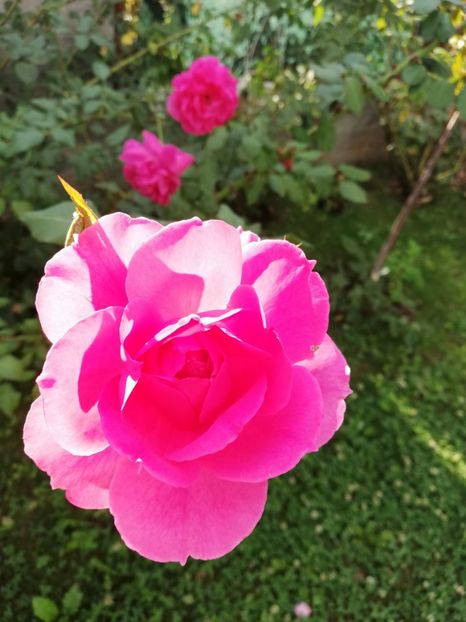  - Gradina septembrie 2018