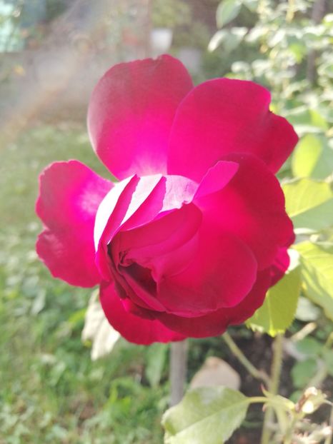  - Gradina septembrie 2018