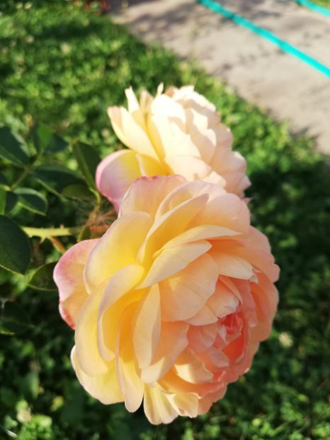  - Gradina septembrie 2018