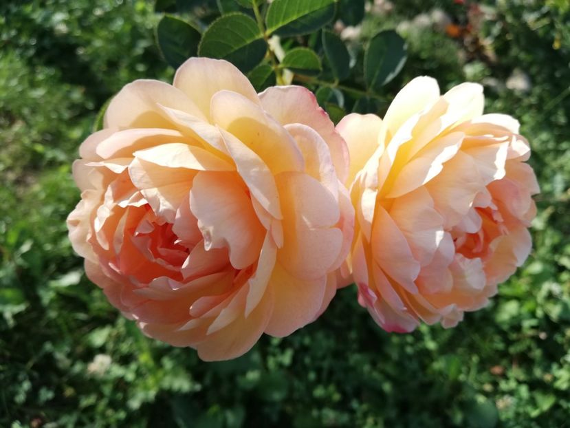  - Gradina septembrie 2018