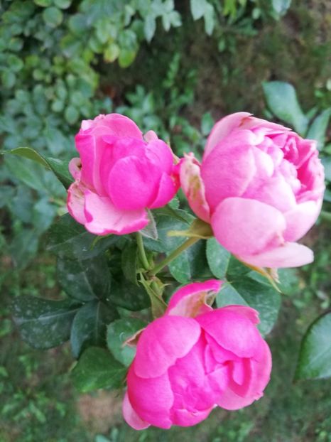  - Gradina septembrie 2018