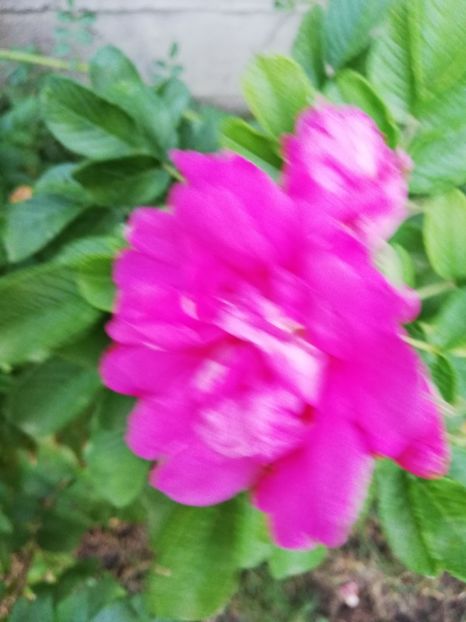  - Gradina septembrie 2018