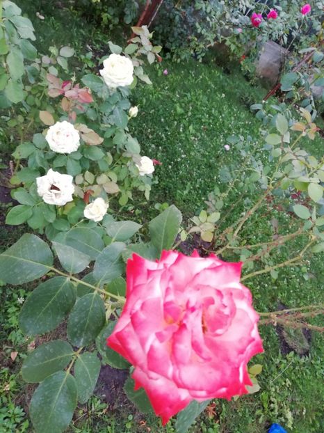  - Gradina septembrie 2018