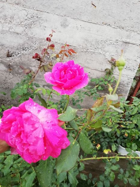  - Gradina septembrie 2018