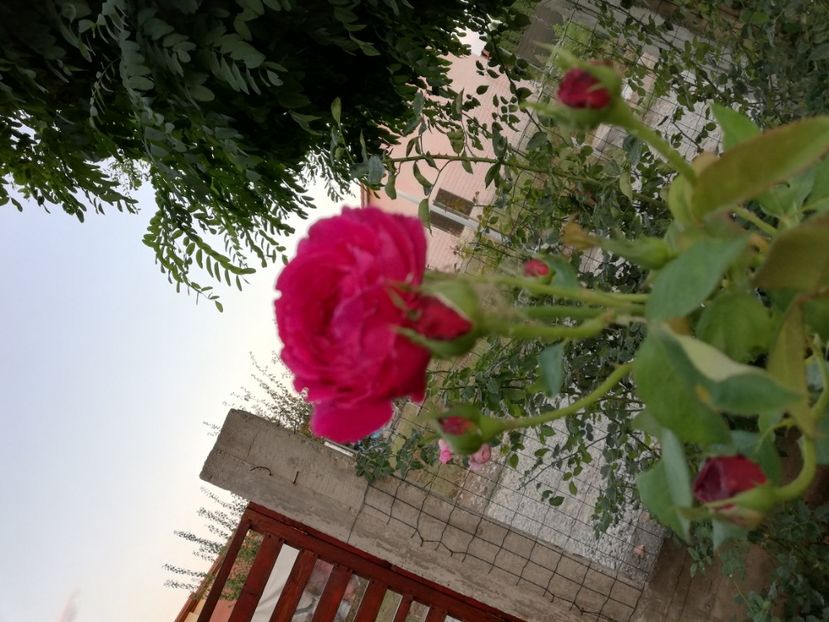  - Gradina septembrie 2018