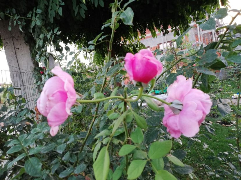  - Gradina septembrie 2018