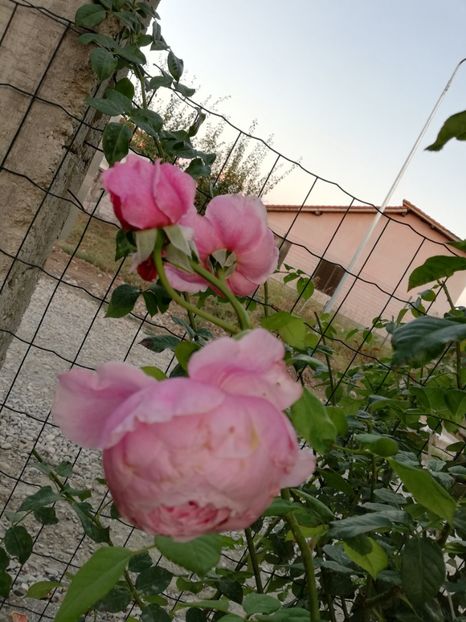  - Gradina septembrie 2018