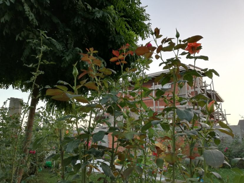  - Gradina septembrie 2018