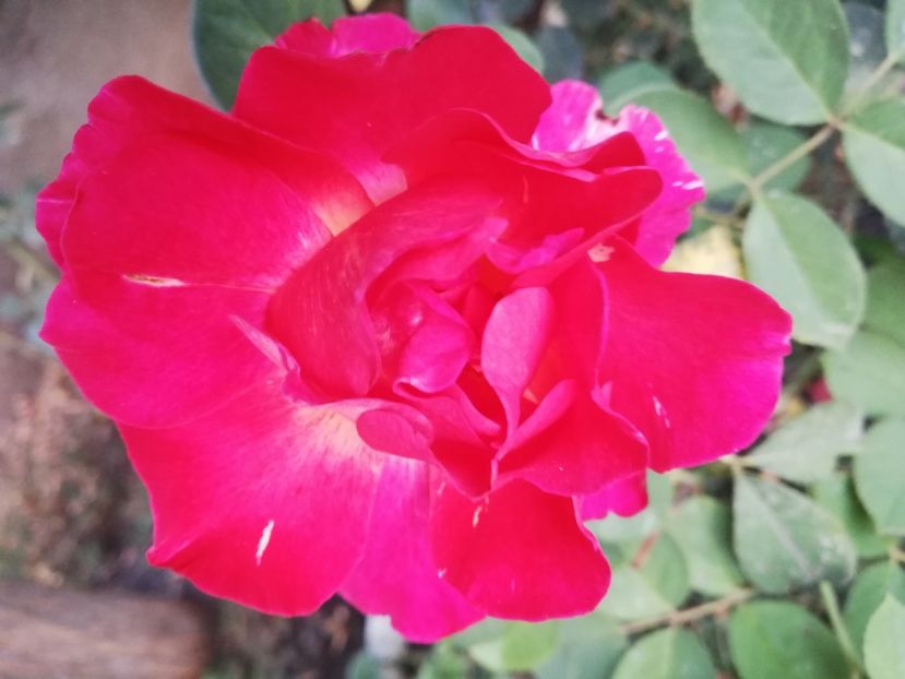  - Gradina septembrie 2018