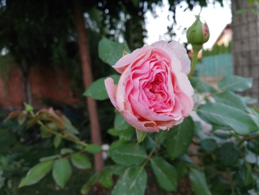  - Gradina septembrie 2018