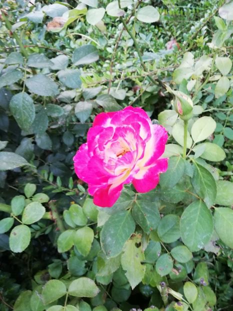  - Gradina septembrie 2018