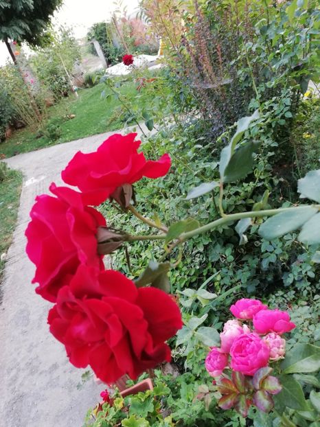  - Gradina septembrie 2018