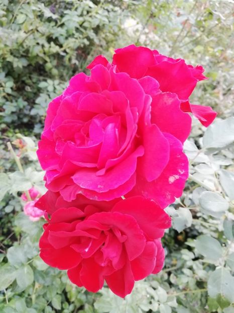  - Gradina septembrie 2018