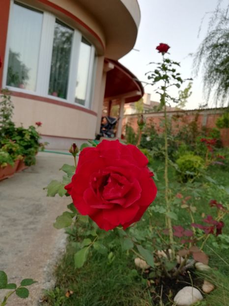  - Gradina septembrie 2018