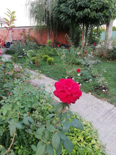  - Gradina septembrie 2018