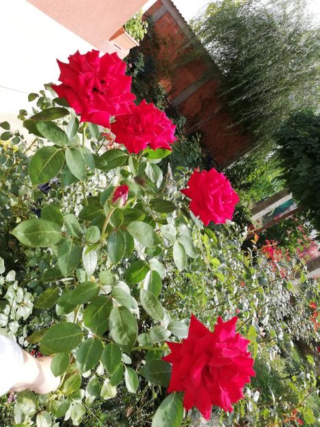  - Gradina septembrie 2018