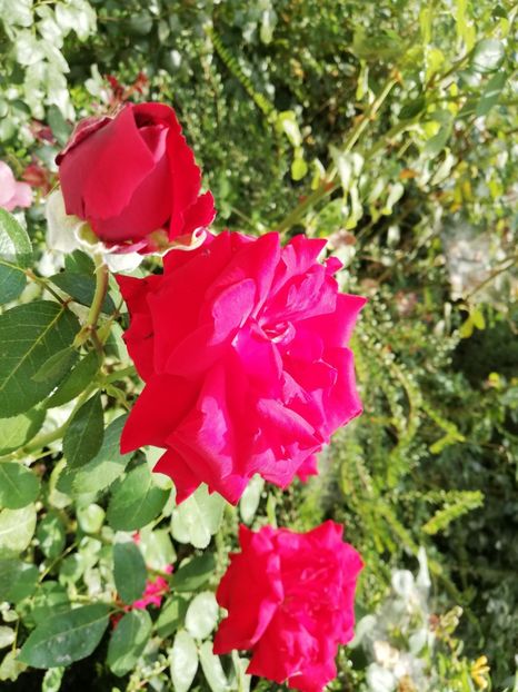  - Gradina septembrie 2018