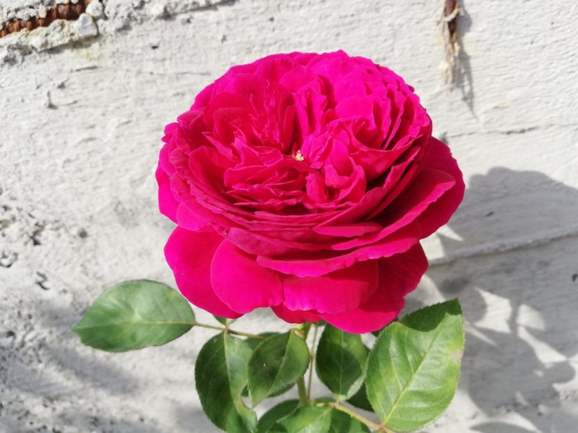  - Gradina septembrie 2018