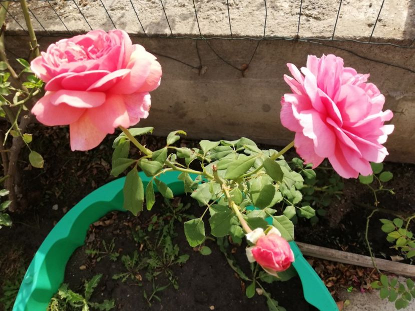  - Gradina septembrie 2018