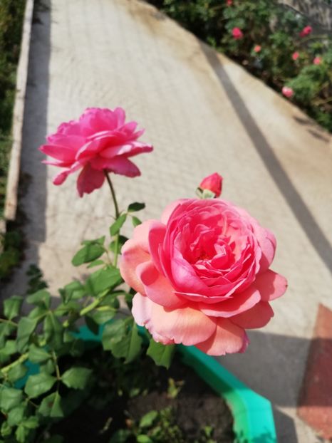  - Gradina septembrie 2018