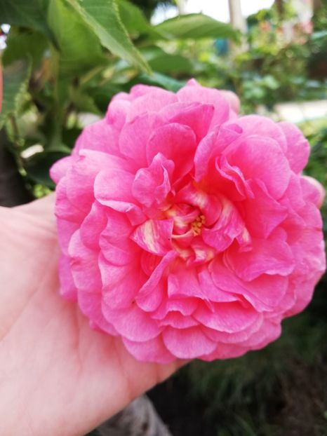  - Gradina septembrie 2018