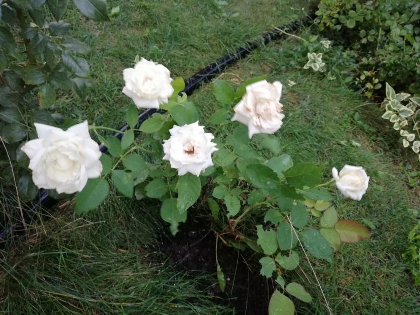  - Gradina septembrie 2018