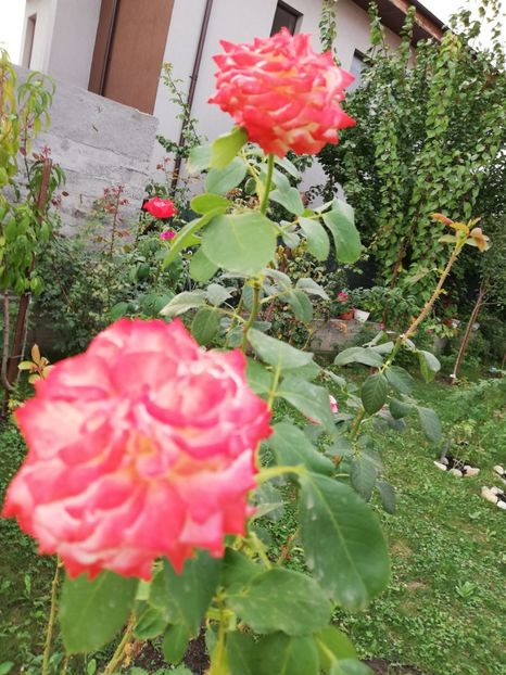  - Gradina septembrie 2018