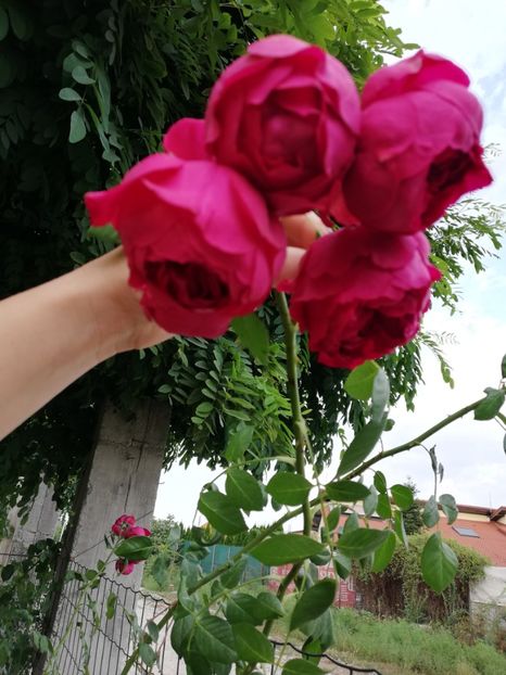  - Gradina septembrie 2018