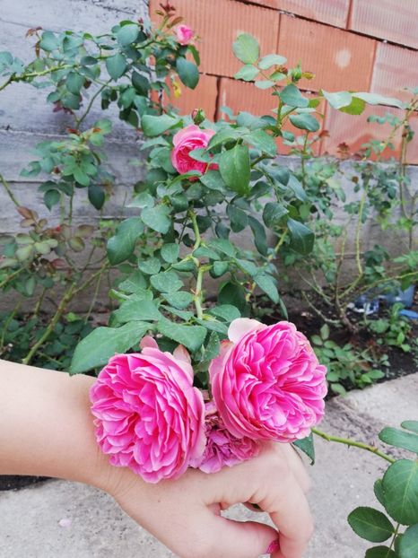  - Gradina septembrie 2018