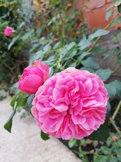  - Gradina septembrie 2018