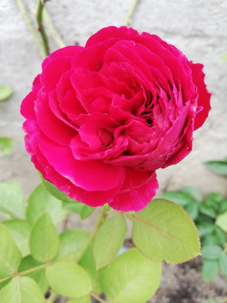  - Gradina septembrie 2018