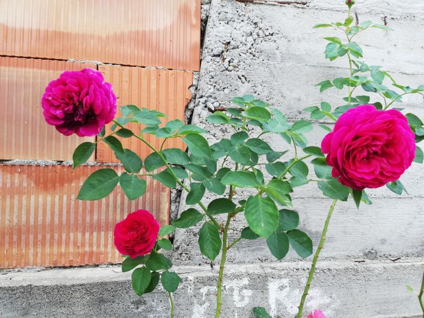  - Gradina septembrie 2018