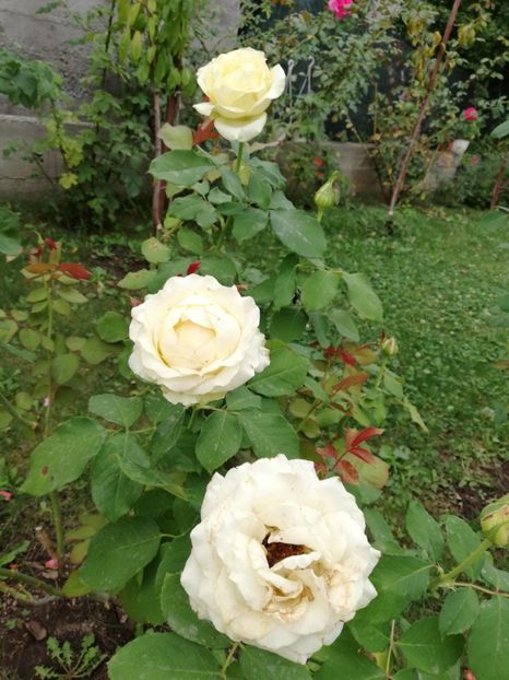  - Gradina septembrie 2018