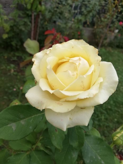  - Gradina septembrie 2018